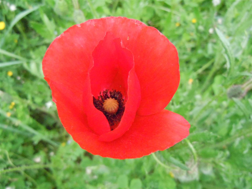 Papaver rhoeas / Papavero comune